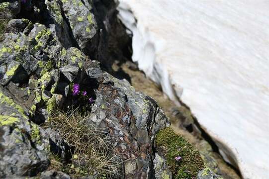 Image of Primula hirsuta All.