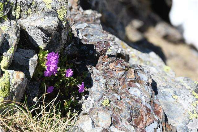 Image of Primula hirsuta All.