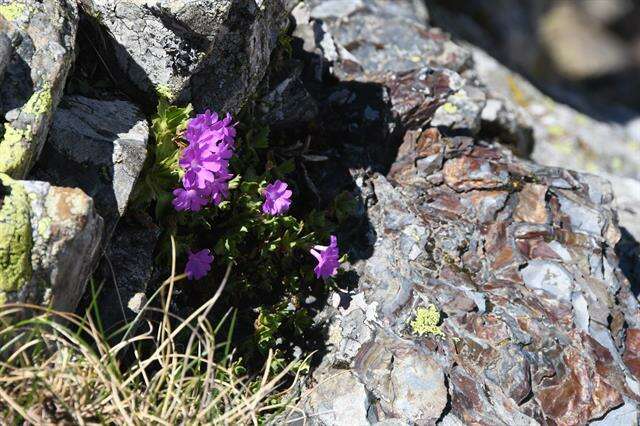 Image of Primula hirsuta All.