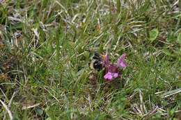 Image of Bombus pyrenaeus Pérez 1879