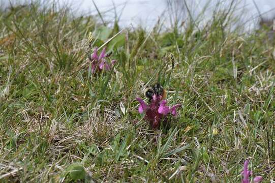 Image of Bombus pyrenaeus Pérez 1879