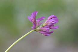 Image of alpine clover