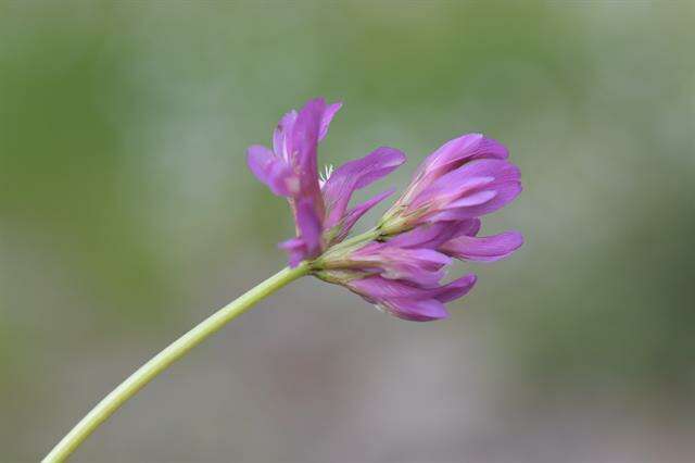 Trifolium alpinum L.的圖片