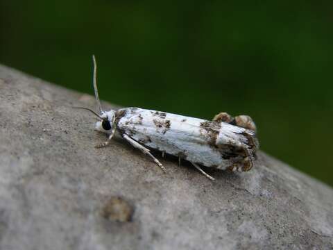 Image of <i>Eucosma campoliliana</i>