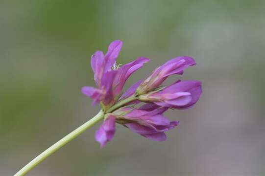 Image of alpine clover