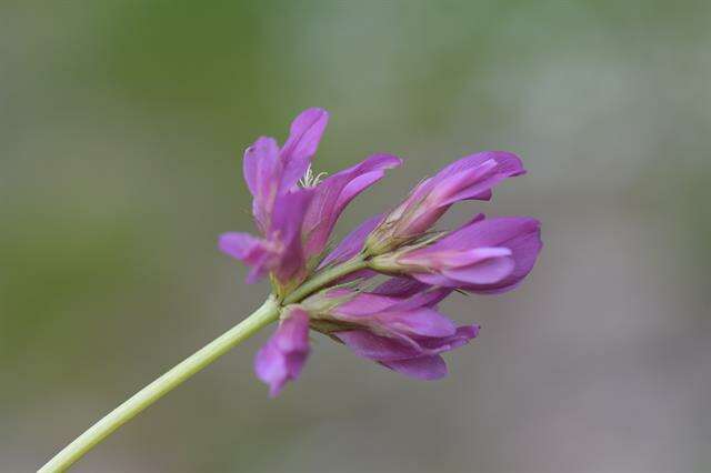 Trifolium alpinum L.的圖片