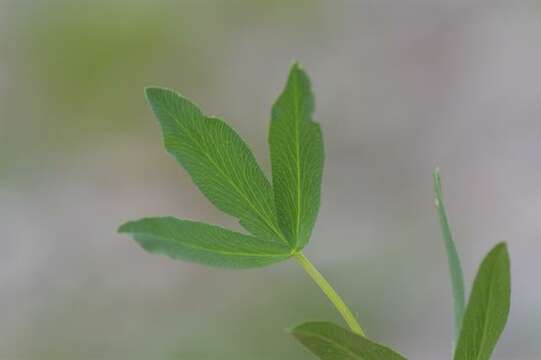 Image of alpine clover