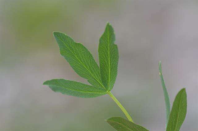 Trifolium alpinum L.的圖片