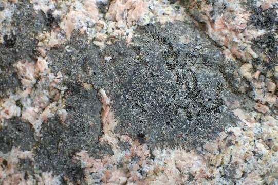 Image of disc lichen