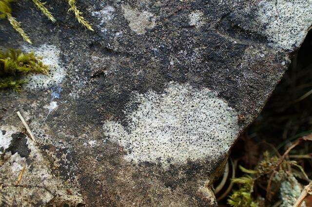 Image of clauzadea lichen