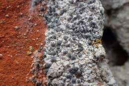 Image of diplotomma lichen