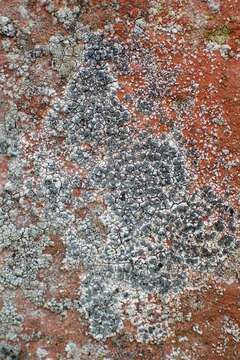 Image of diplotomma lichen