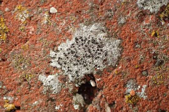 Image of diplotomma lichen