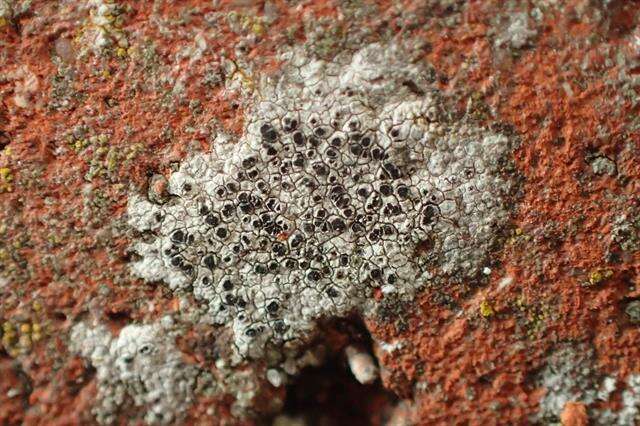 Image of diplotomma lichen