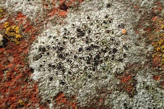 Image of diplotomma lichen