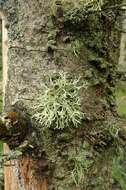 Image of ring lichen