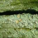 Image of Bouteille's fellhanera lichen