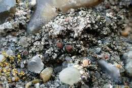 Image of Rim-lichens;   Lecania lichens