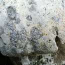 Image of lecania lichen