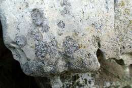 Image of lecania lichen