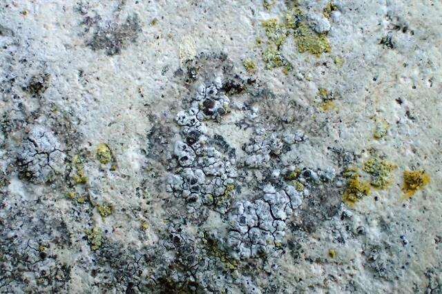 Image of lecania lichen