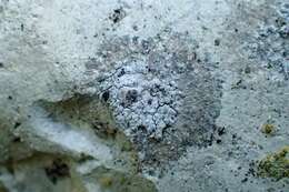 Image of lecania lichen