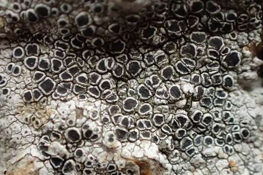 Image of rim lichen