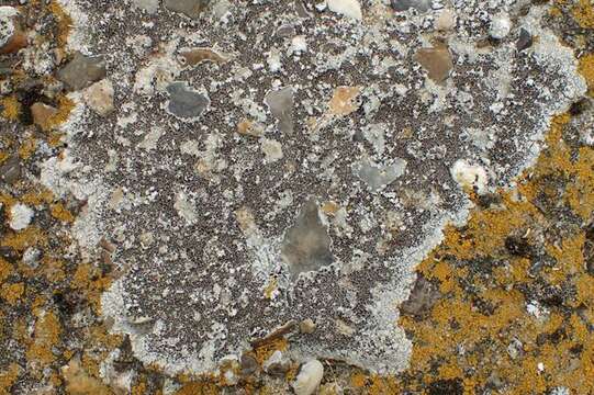 Image of rim lichen