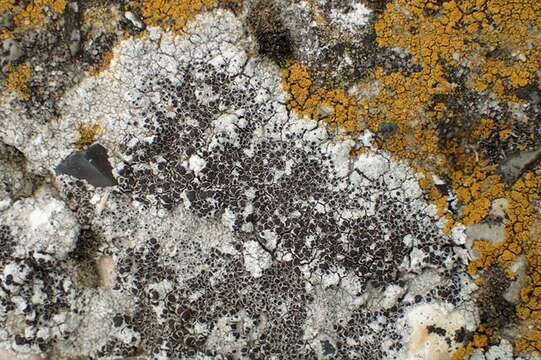 Image of rim lichen