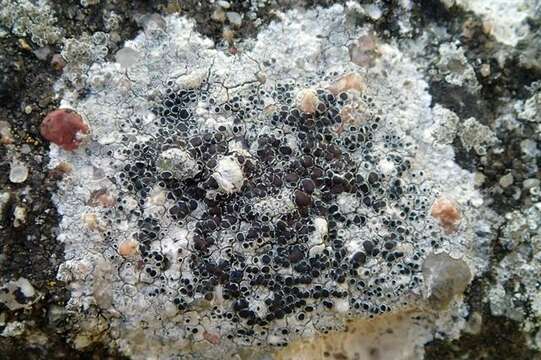 Image of rim lichen