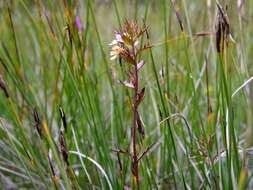 Image of Irish Eyebright