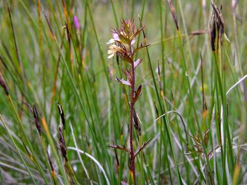 Imagem de Euphrasia salisburgensis Funck