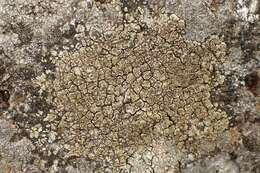 Image of intricate rim lichen