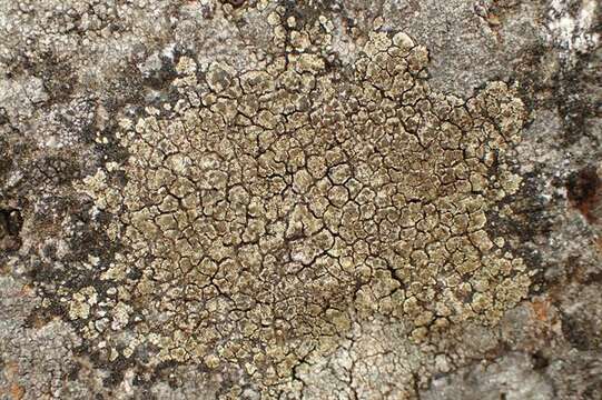 Image of intricate rim lichen