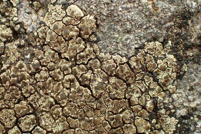 Image of intricate rim lichen