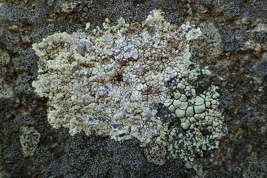 Image of intricate rim lichen