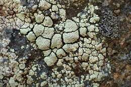 Image of intricate rim lichen