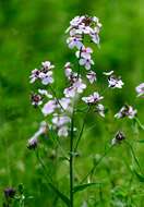 Imagem de Hesperis matronalis L.