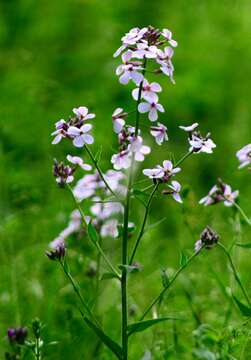 Imagem de Hesperis matronalis L.