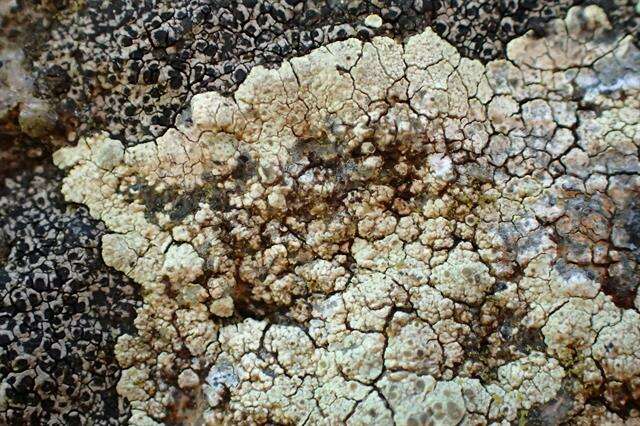 Image of intricate rim lichen