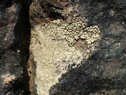 Image of intricate rim lichen