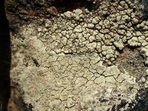 Image of intricate rim lichen