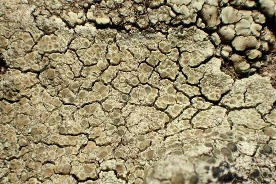 Image of intricate rim lichen