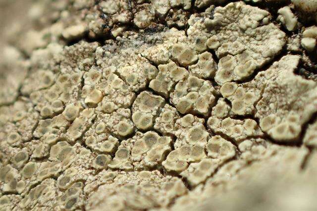 Image of intricate rim lichen