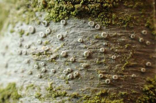 Image de <i>Lecanora leptyrodes</i>