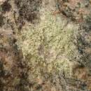 Plancia ëd <i>Lecanora polytropa</i>