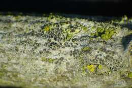 Image of rim lichen