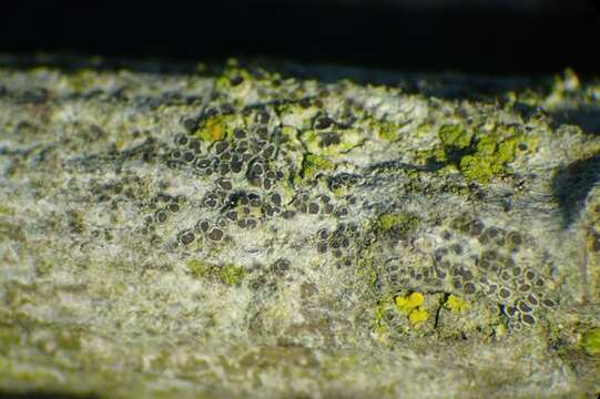 Lecanora saligna (Schrad.) Zahlbr. resmi