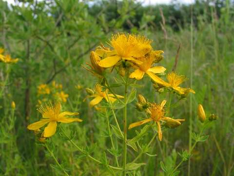 Image of St John's-wort