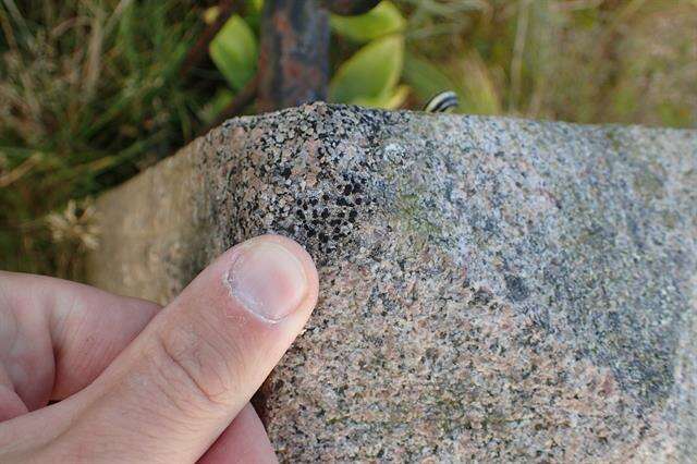 Image of lecidea lichen